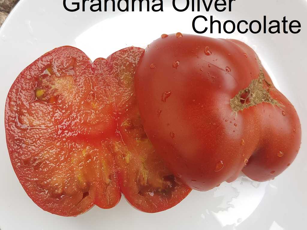 Grandma Oliver Chocolate 